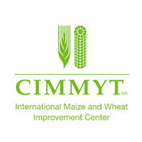 CIMMYT